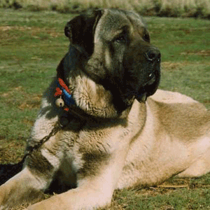 MASTIFF
